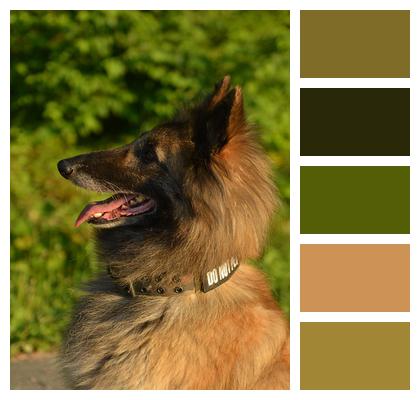 Dog Pet German Shepherd Image